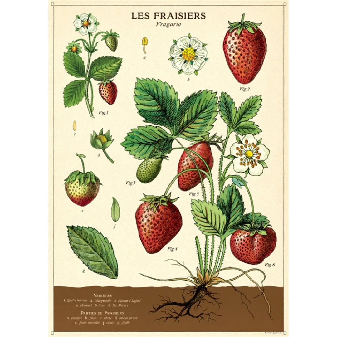 Cavallini & Co. Wrap - Strawberries