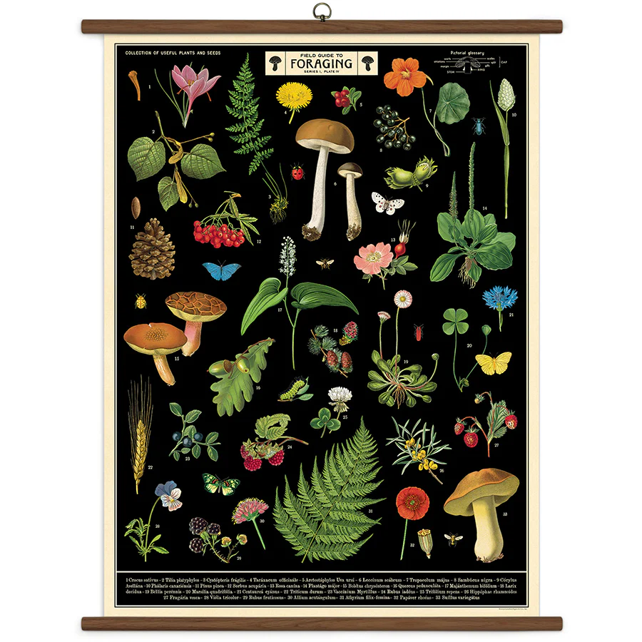 *Coming Soon Spring 2026* Cavallini & Co. Vintage School Chart - Field Guide to Foraging