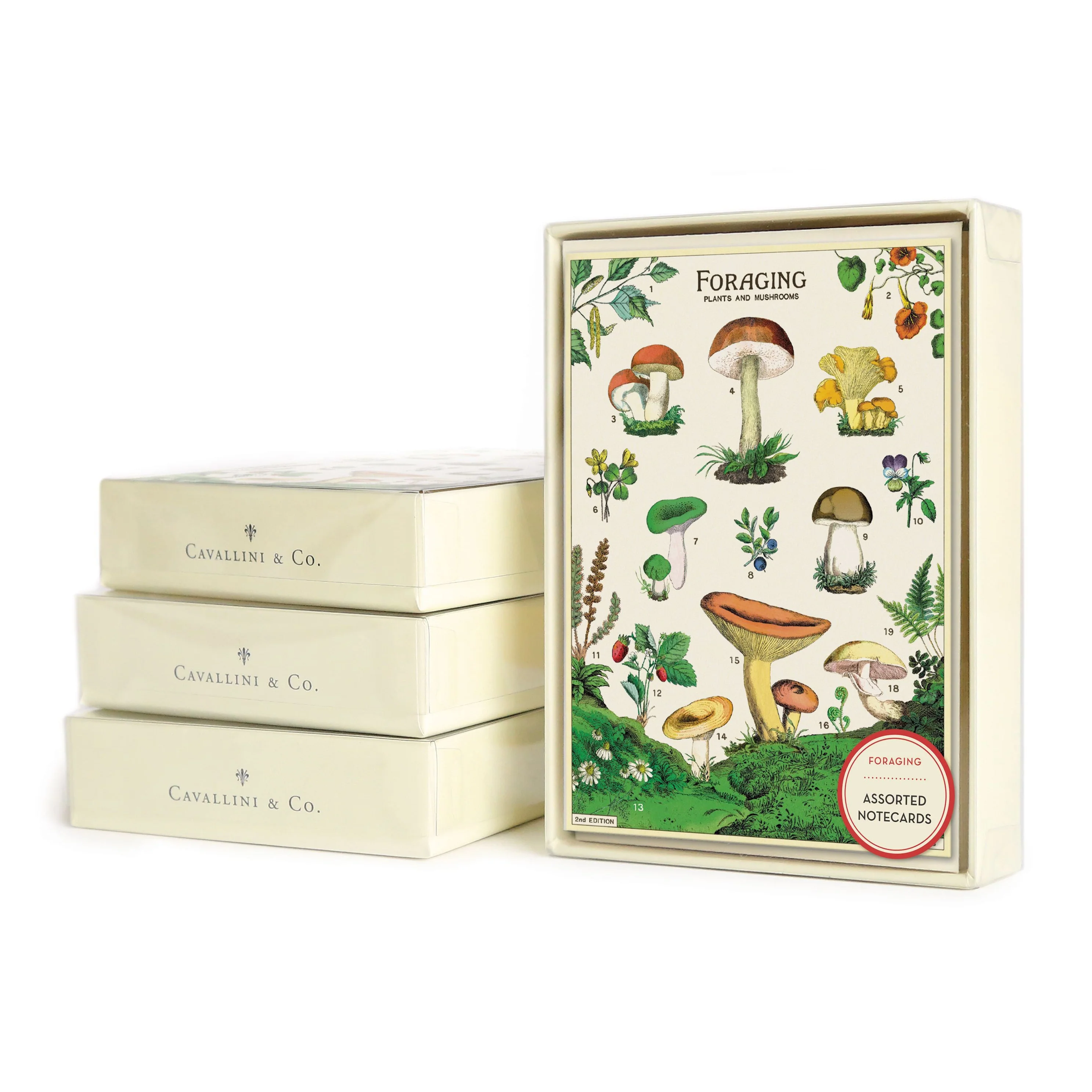 Cavallini & Co. Boxed Note Cards - Foraging