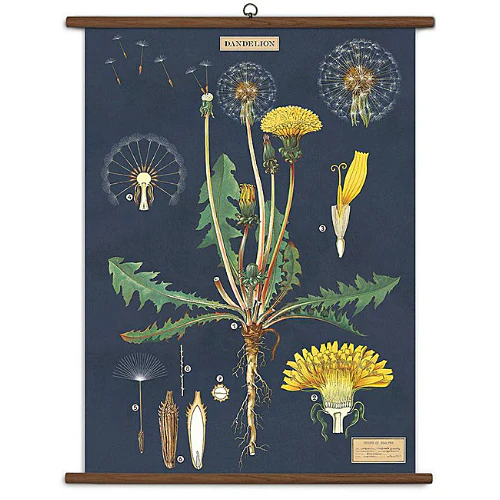 Cavallini & Co. Vintage School Chart - Dandelion